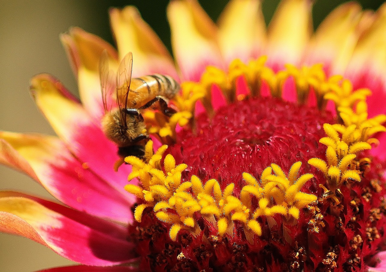 flower zinnia botanical free photo