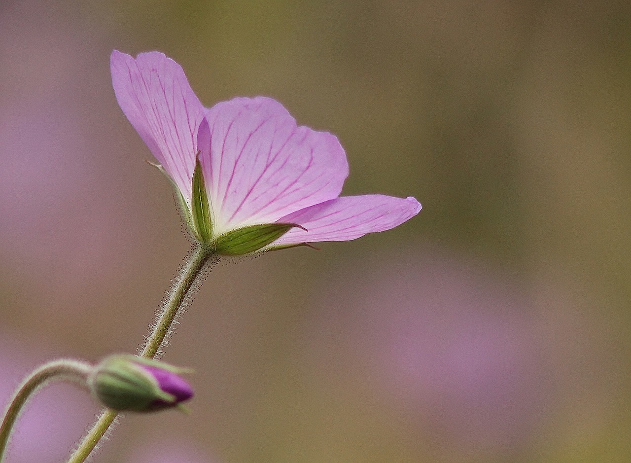 flower nature purple free photo