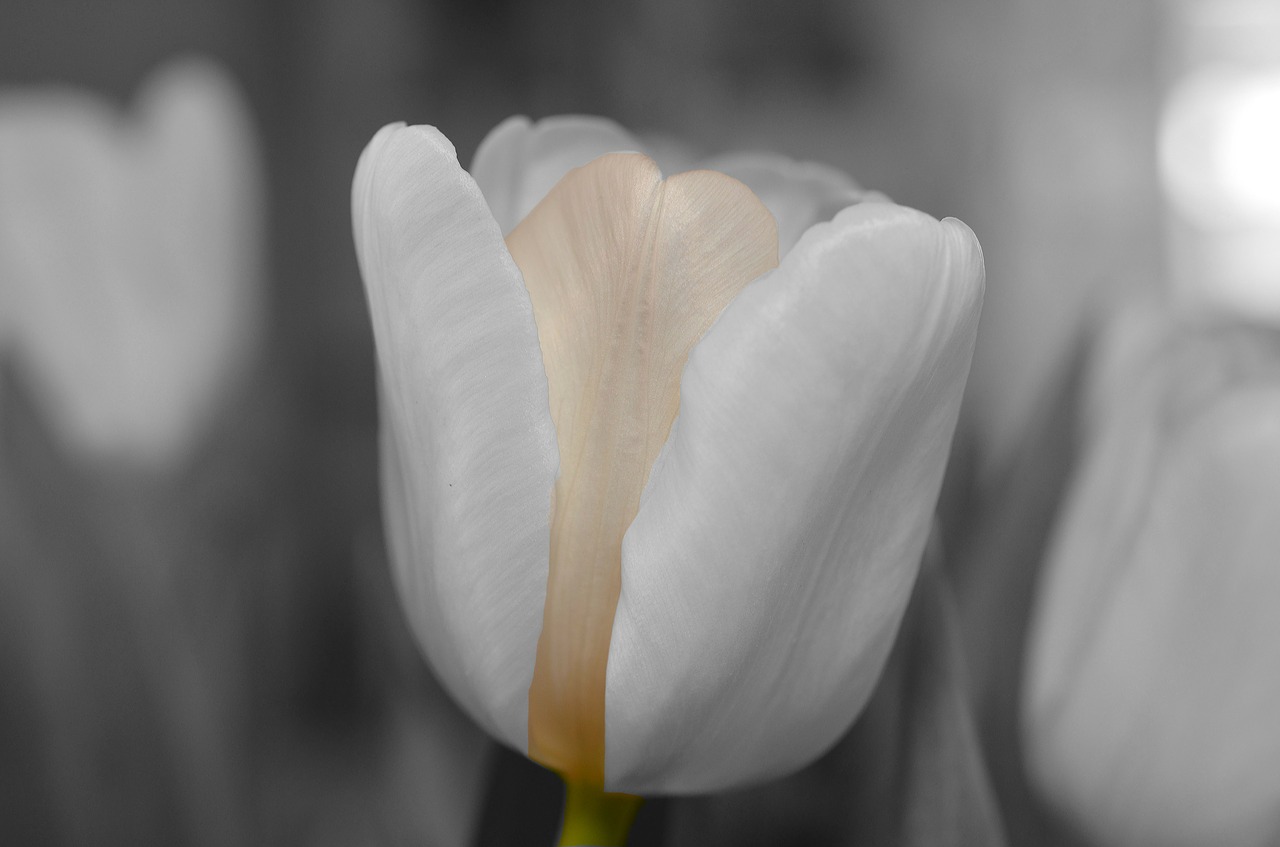 flower white tulip free photo