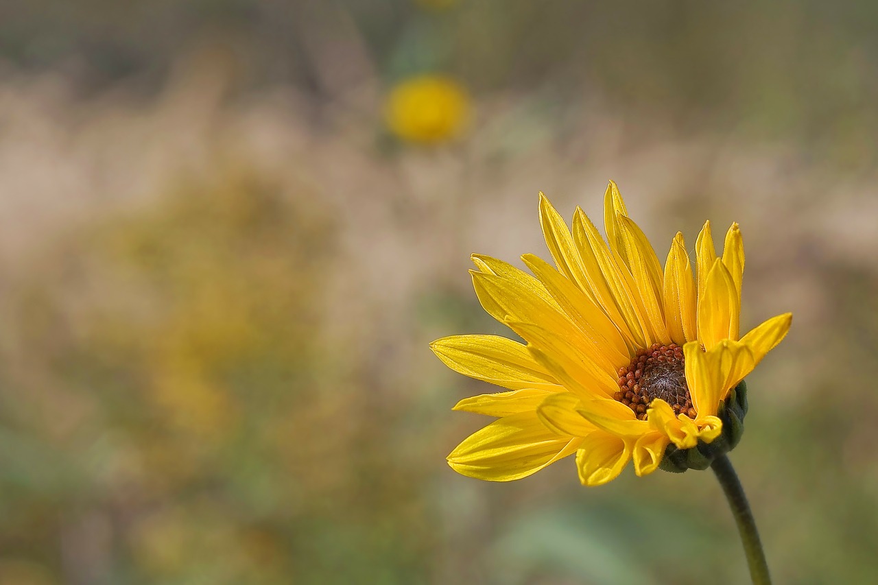 flower macro nature free photo