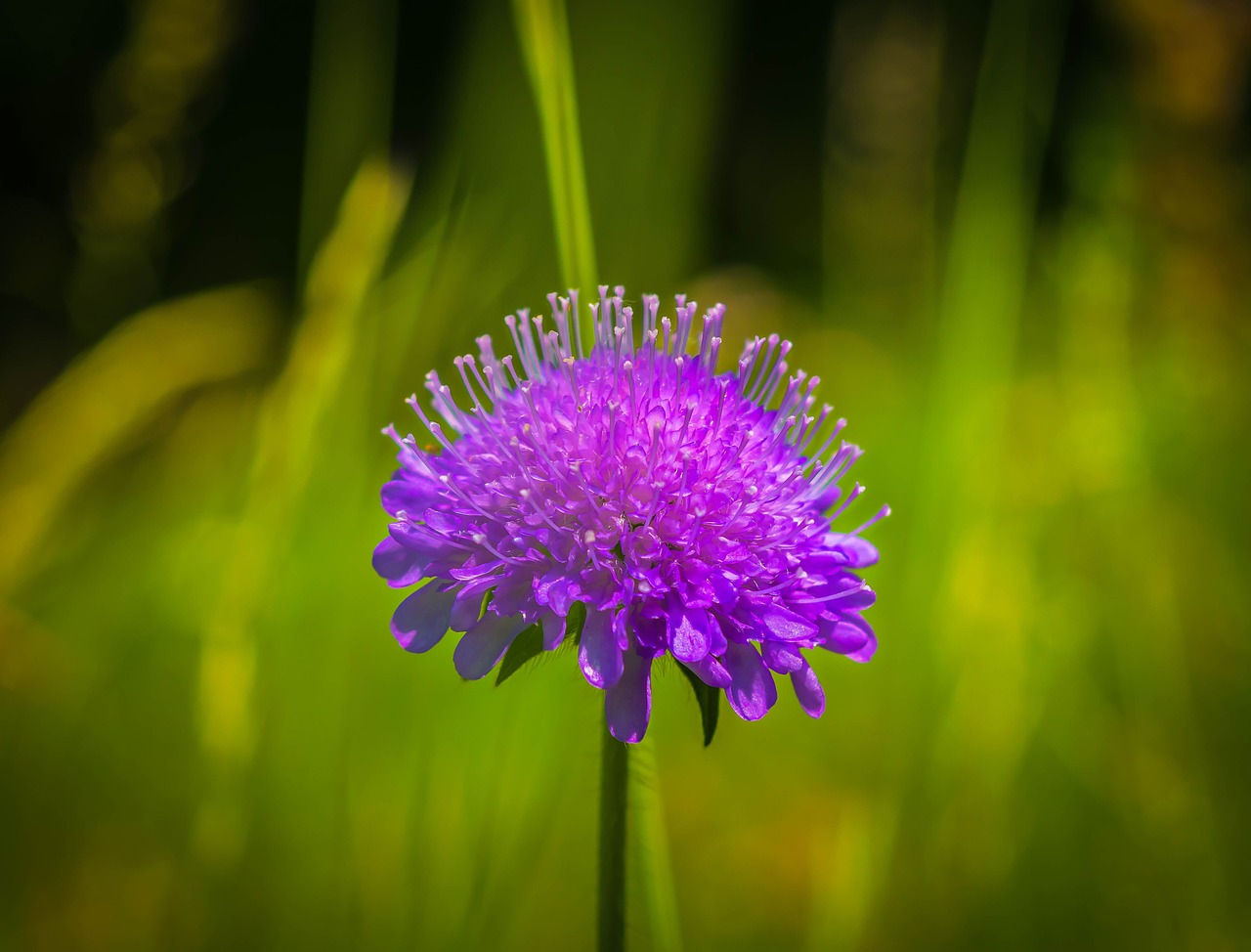 flower ball flower alpine flower free photo