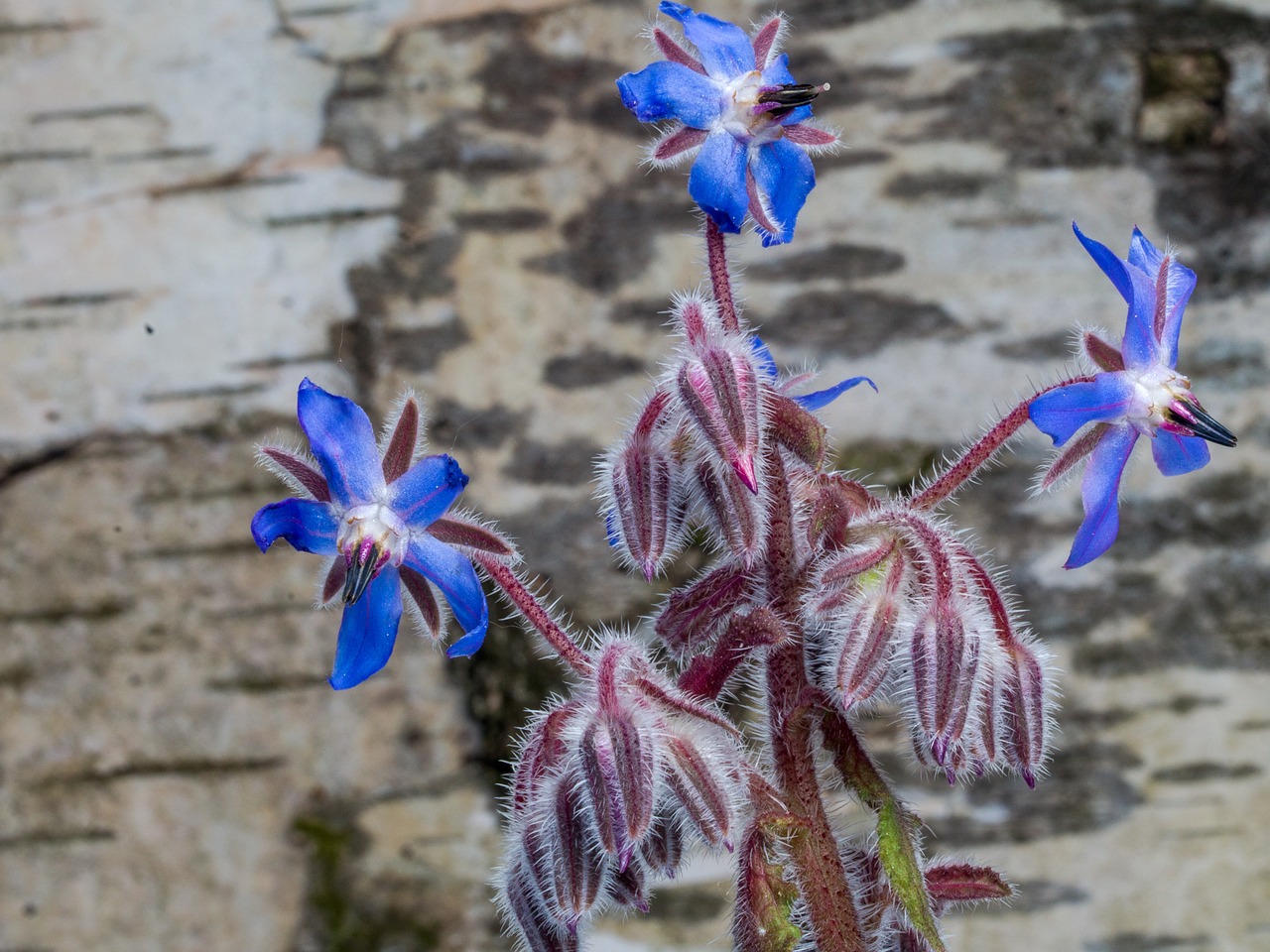 flower spring background free photo