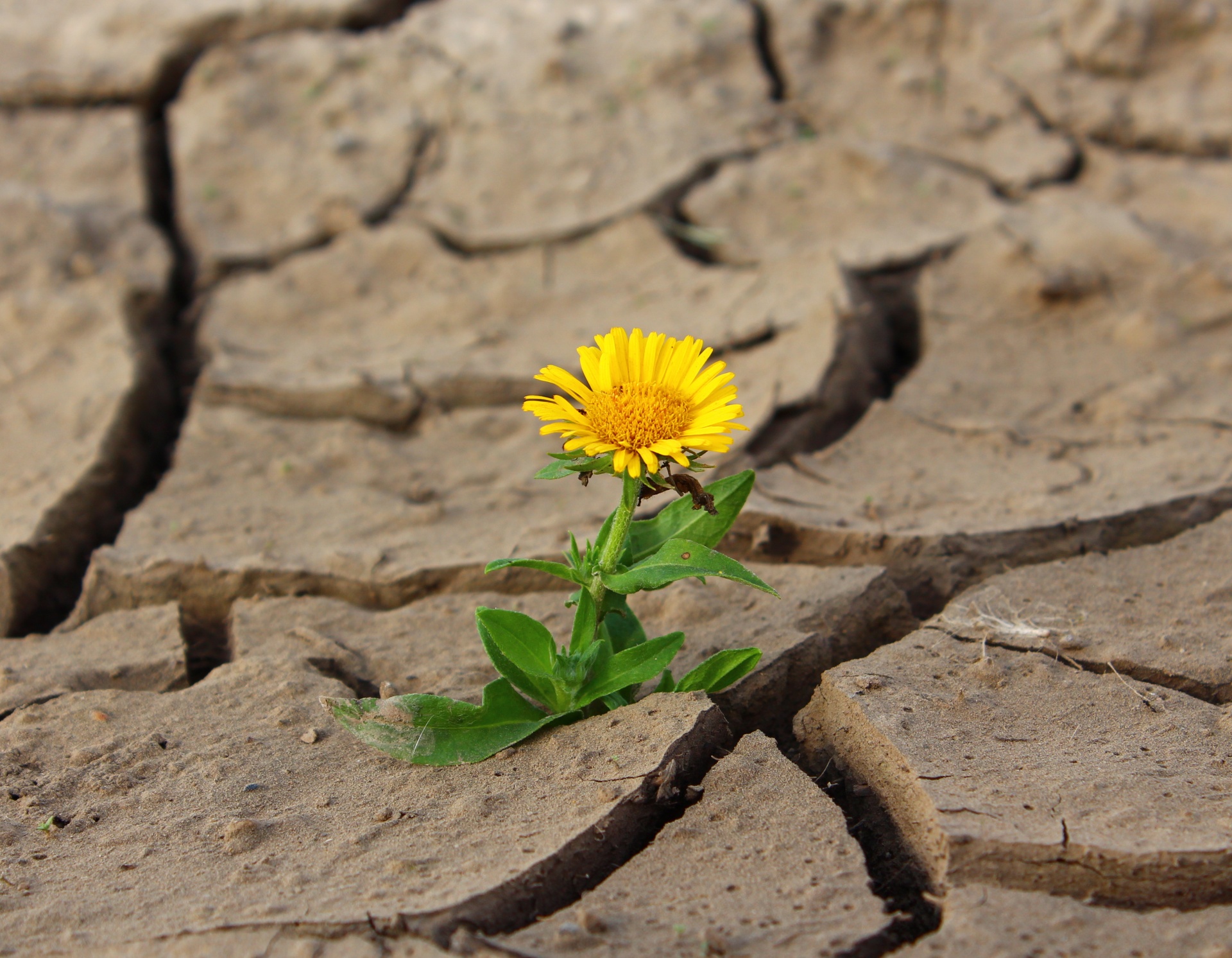 flower blossom close-up free photo