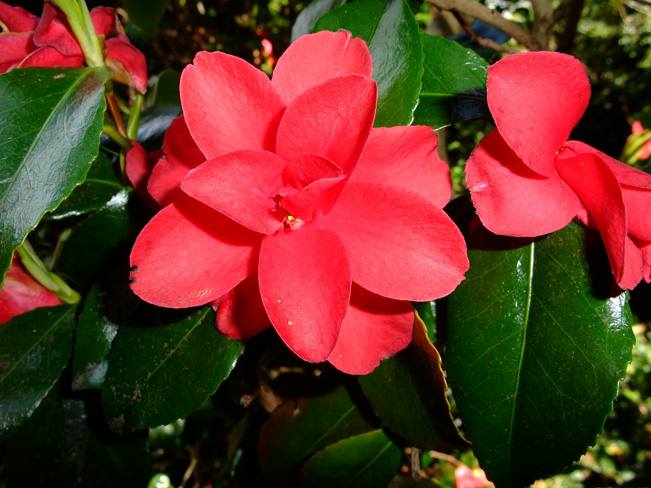 flower red red flower free photo