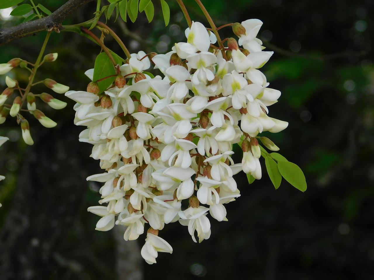 flower white tree free photo