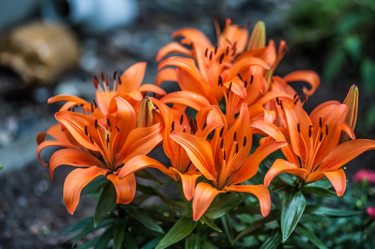 lily flower flowers free photo