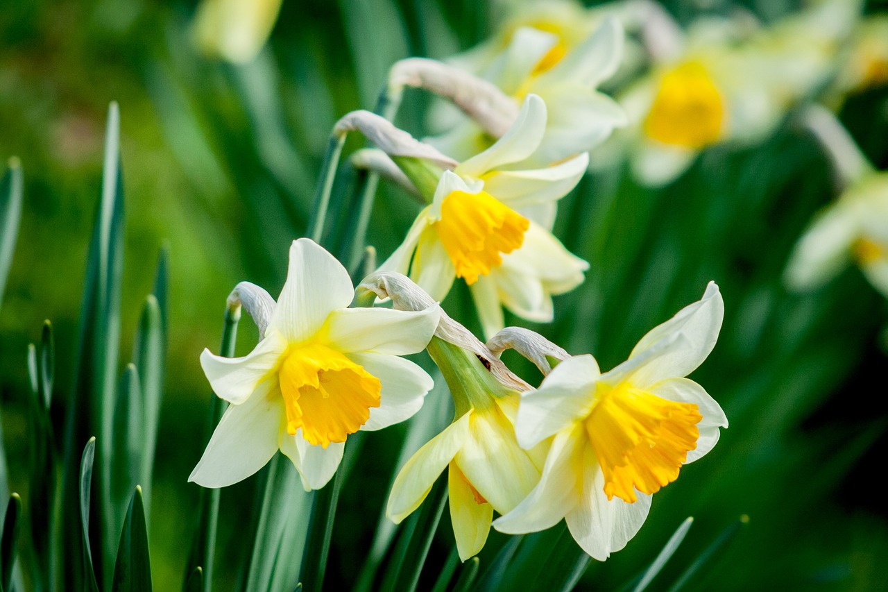 daffodil flower nature free photo