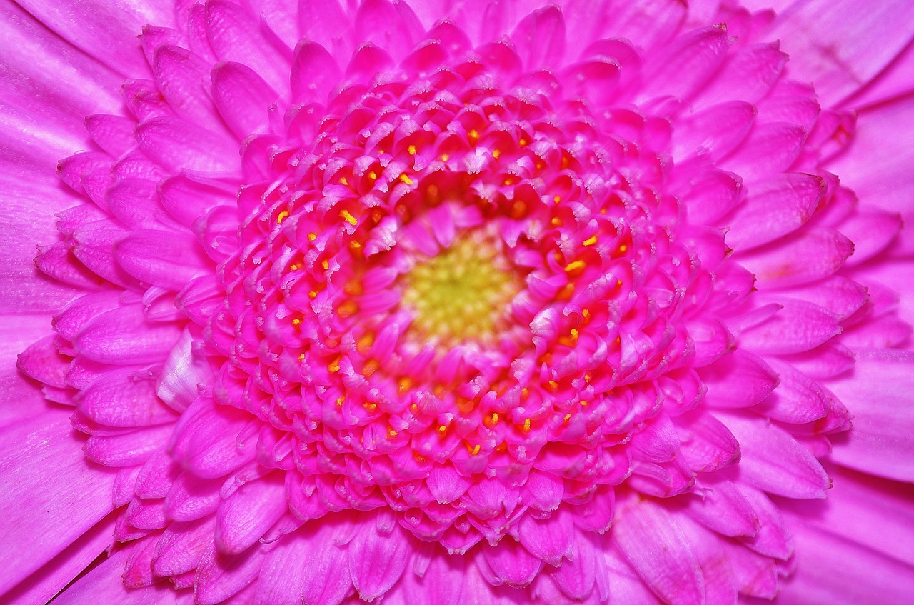 flower gerbera pink free photo