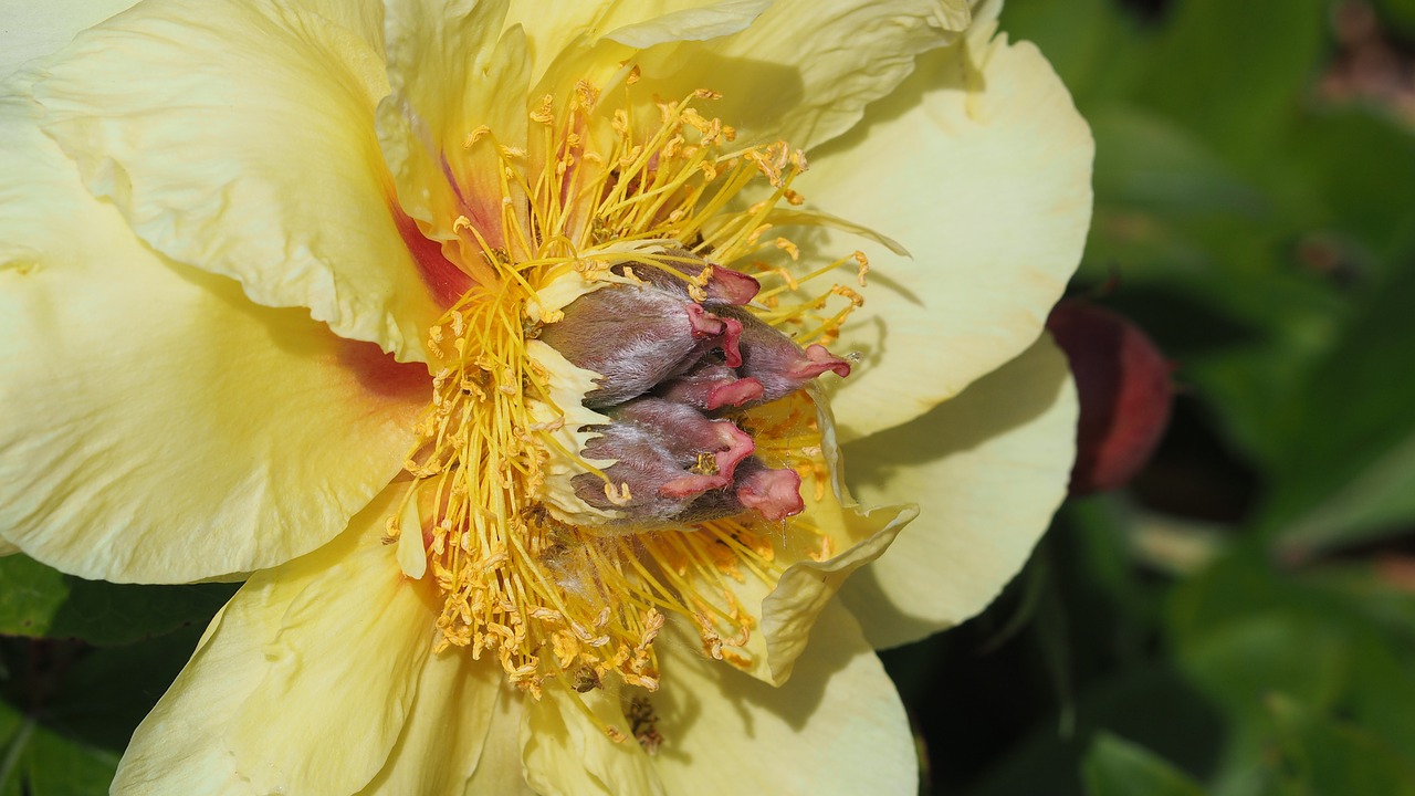 flower hairy yellow free photo