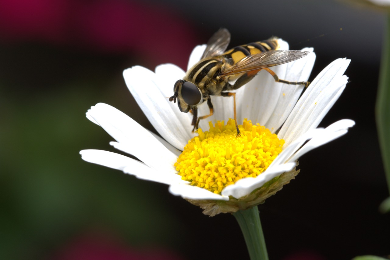 flower marguerite hover fly free photo