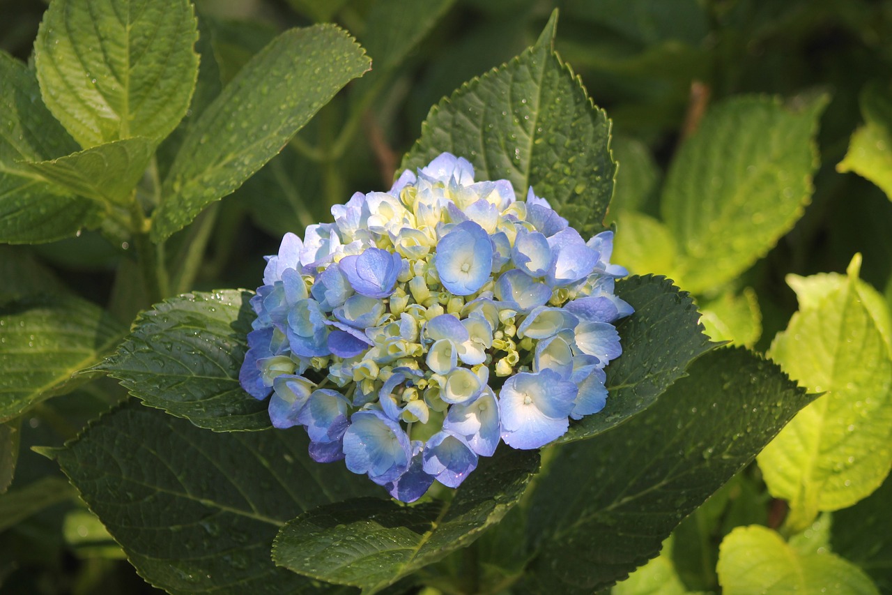 flower purple hydrangea free photo