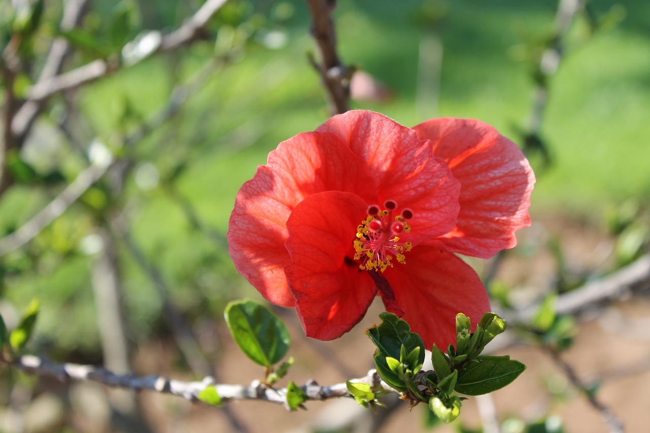 flower nature red free photo