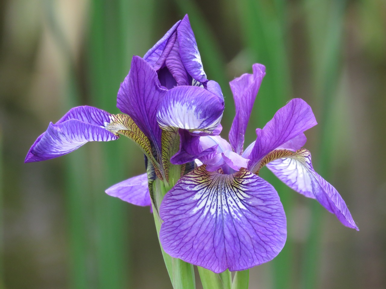 flower close up garden free photo