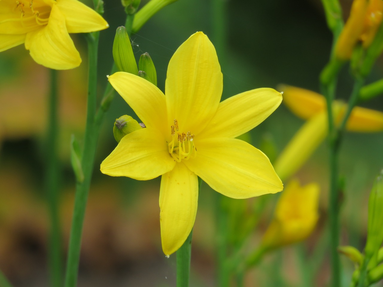 flower close up garden free photo