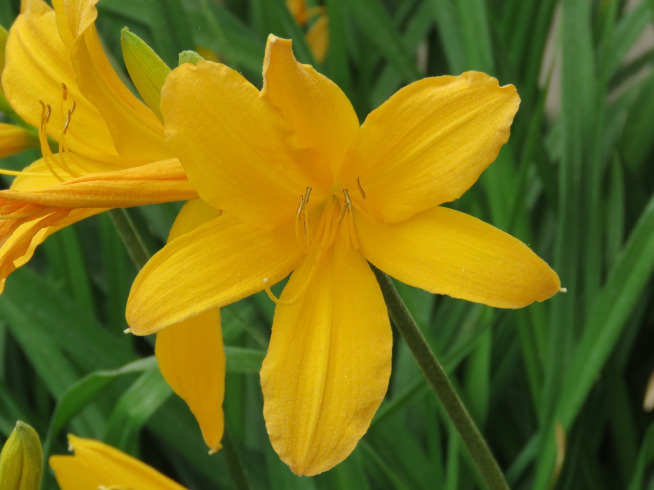 flower close up garden free photo