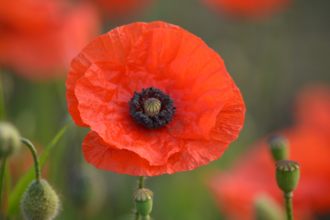 flower poppy spring free photo