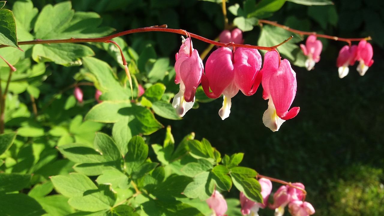 flower leaves garden free photo