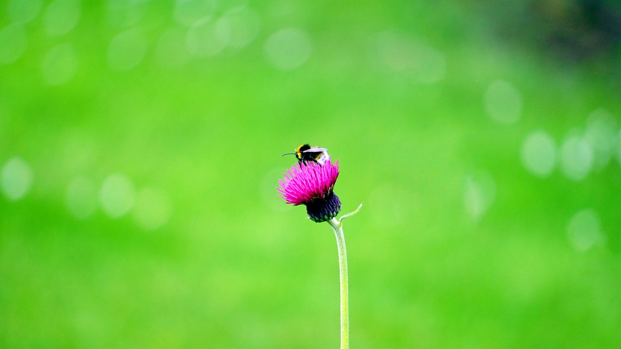 flower bee insect free photo