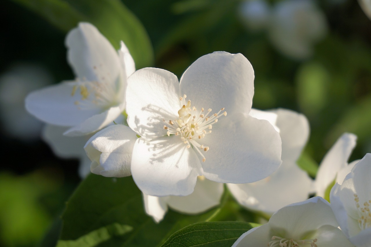 flower blossom bloom free photo