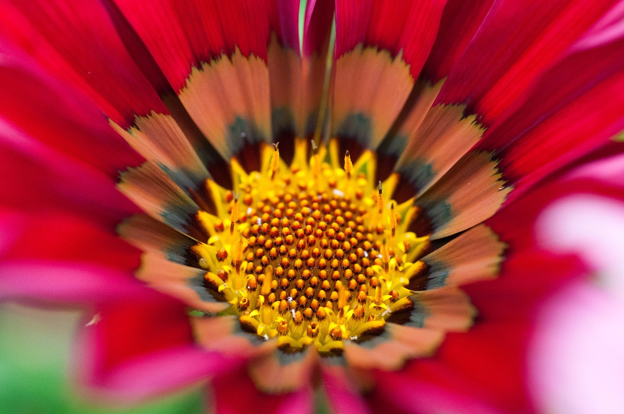 flower pink red free photo