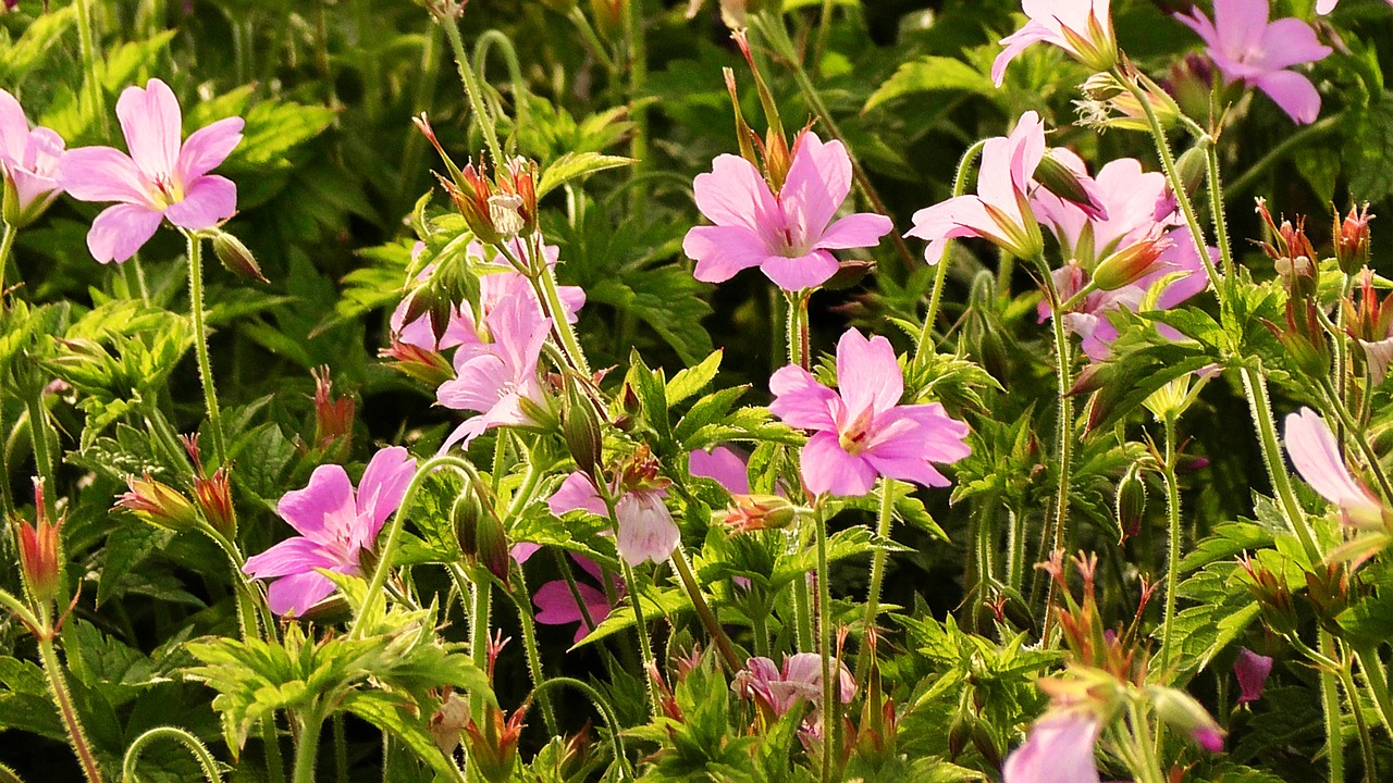 flower field of flowers pink flowers free photo