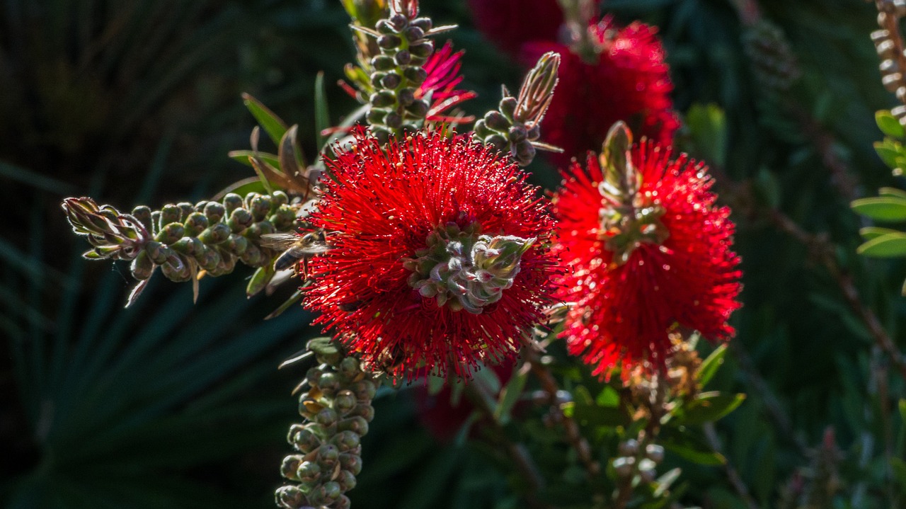 flower red plant free photo