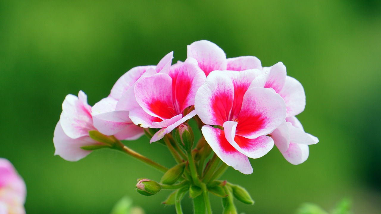 flower pink pink flowers free photo