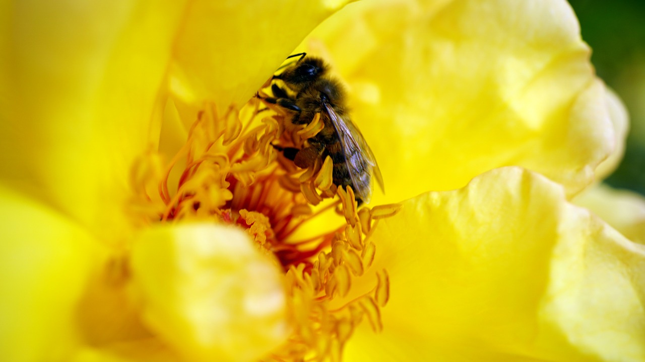 flower yellow nature free photo