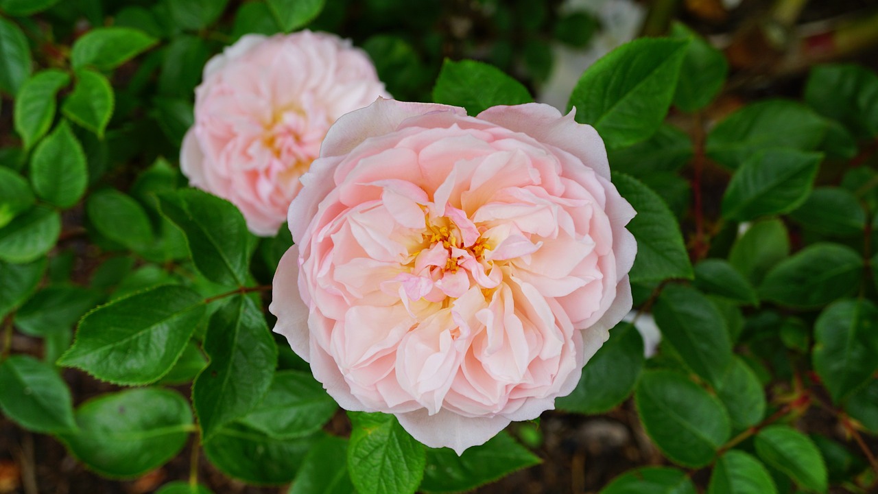 flower pink pink flowers free photo