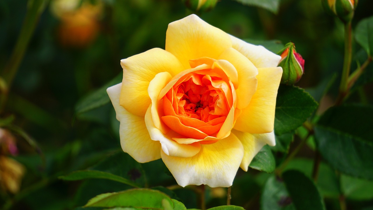 flower rose yellow free photo