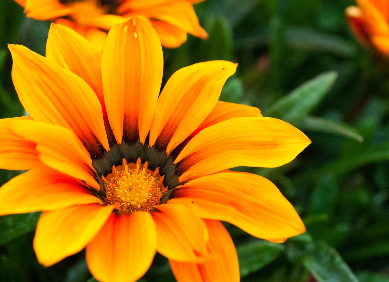 flower orange yellow free photo