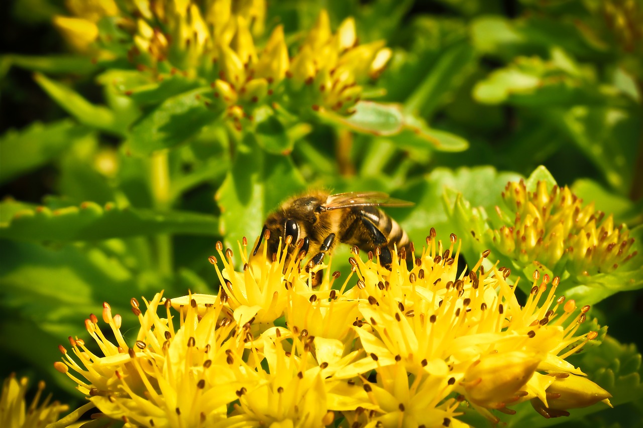 flower blossom bloom free photo