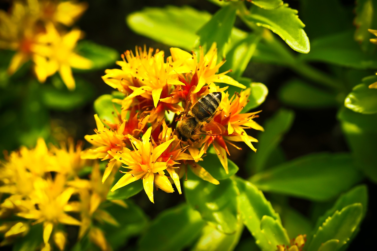 flower blossom bloom free photo