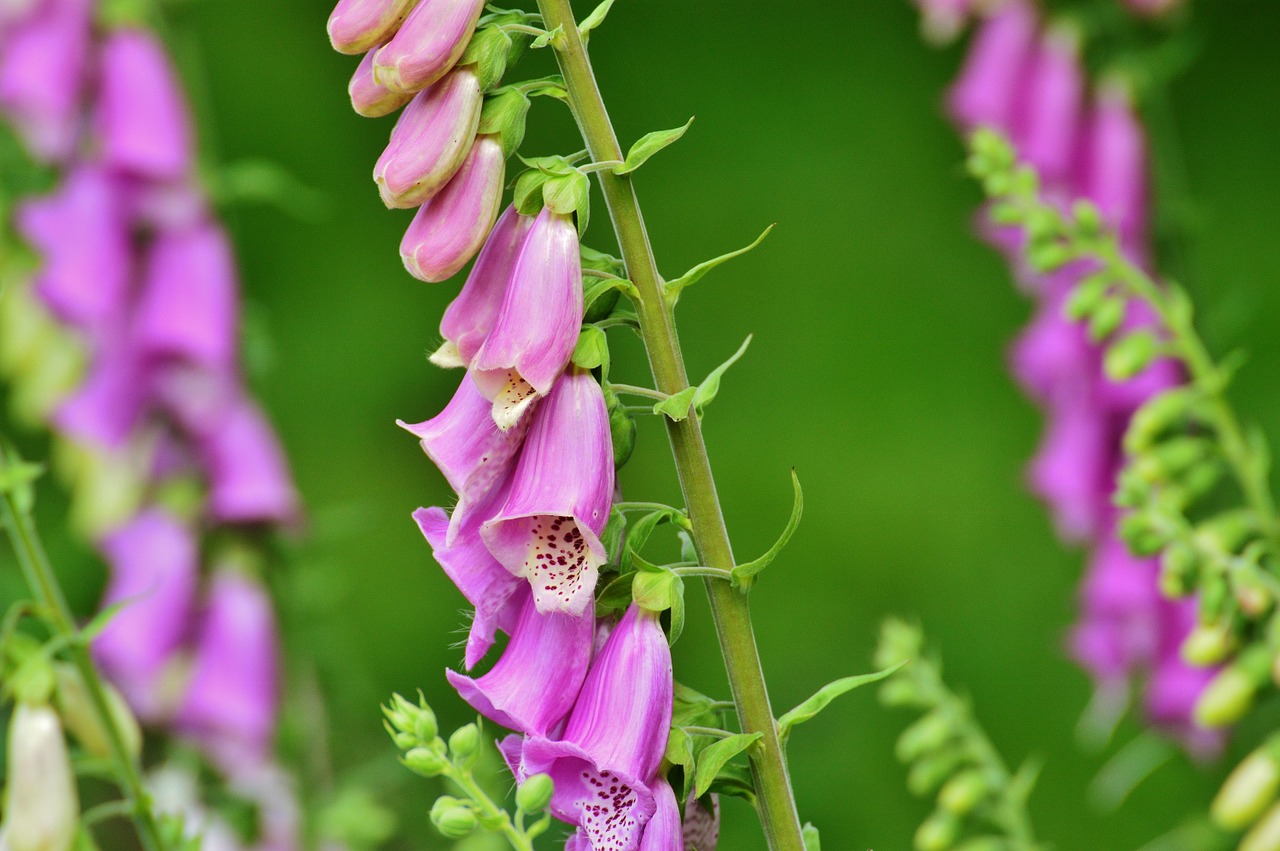 thimble flower toxic free photo