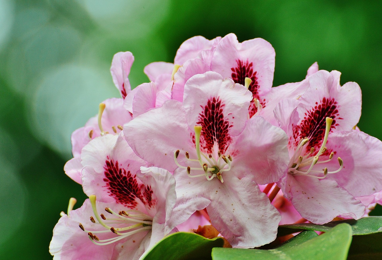 flower tree bloom free photo