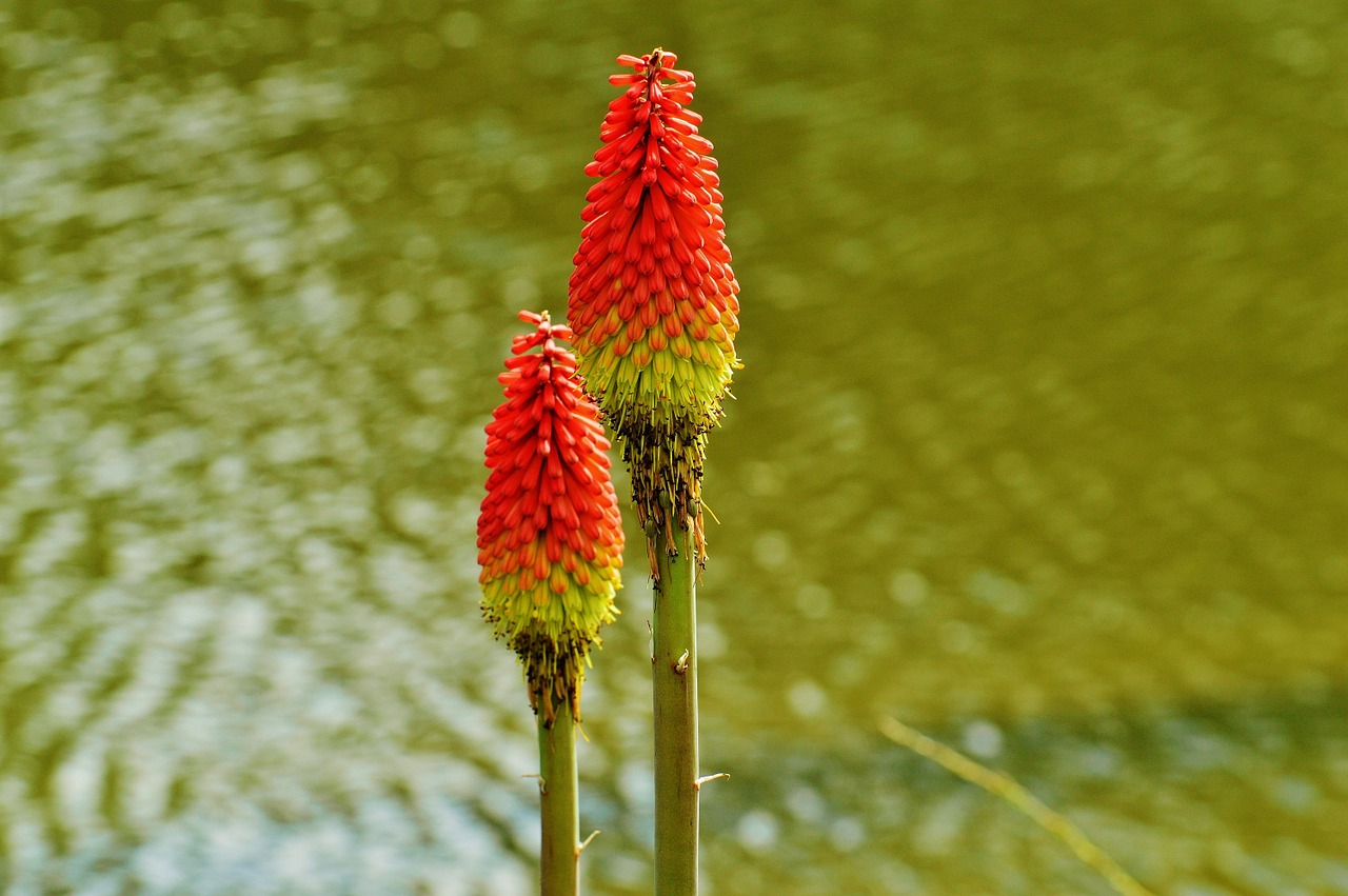 flower blossom bloom free photo