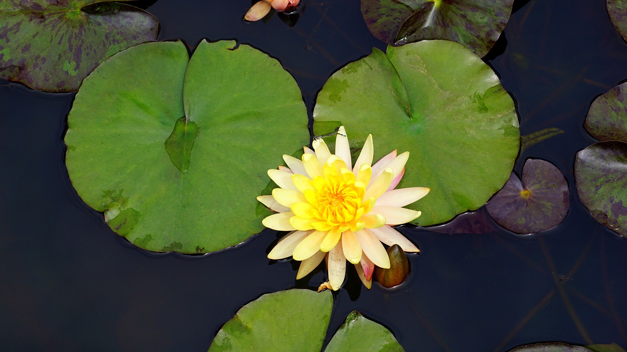 flower pond lily free photo