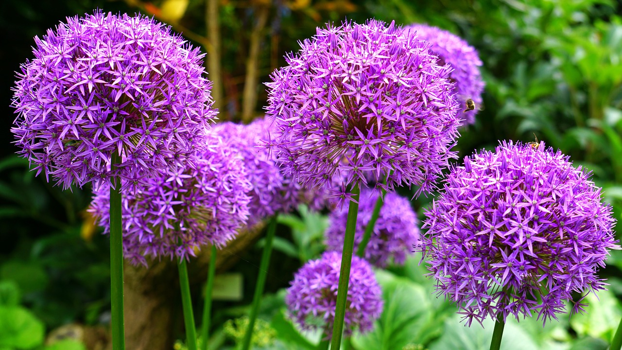 flower pink pink flowers free photo