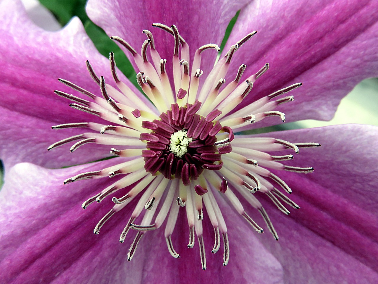 flower clematis stamens free photo