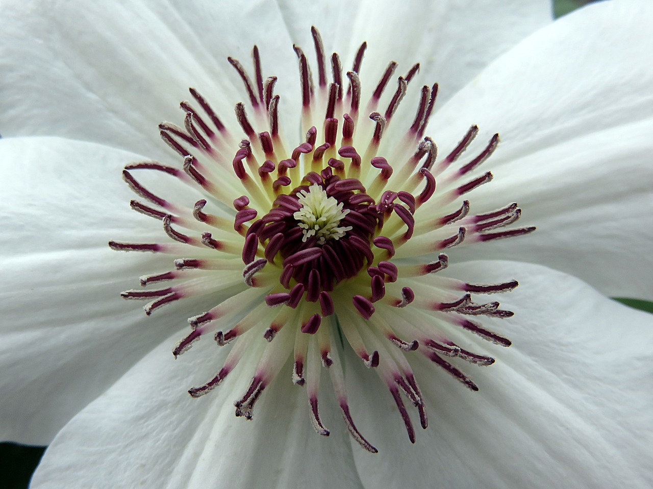 flower clematis stamens free photo