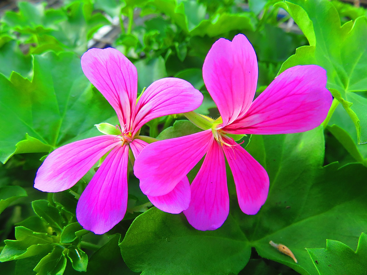 flower geranium pink free photo