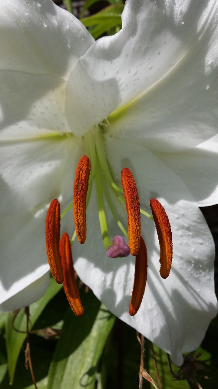 flower lily white flower free photo