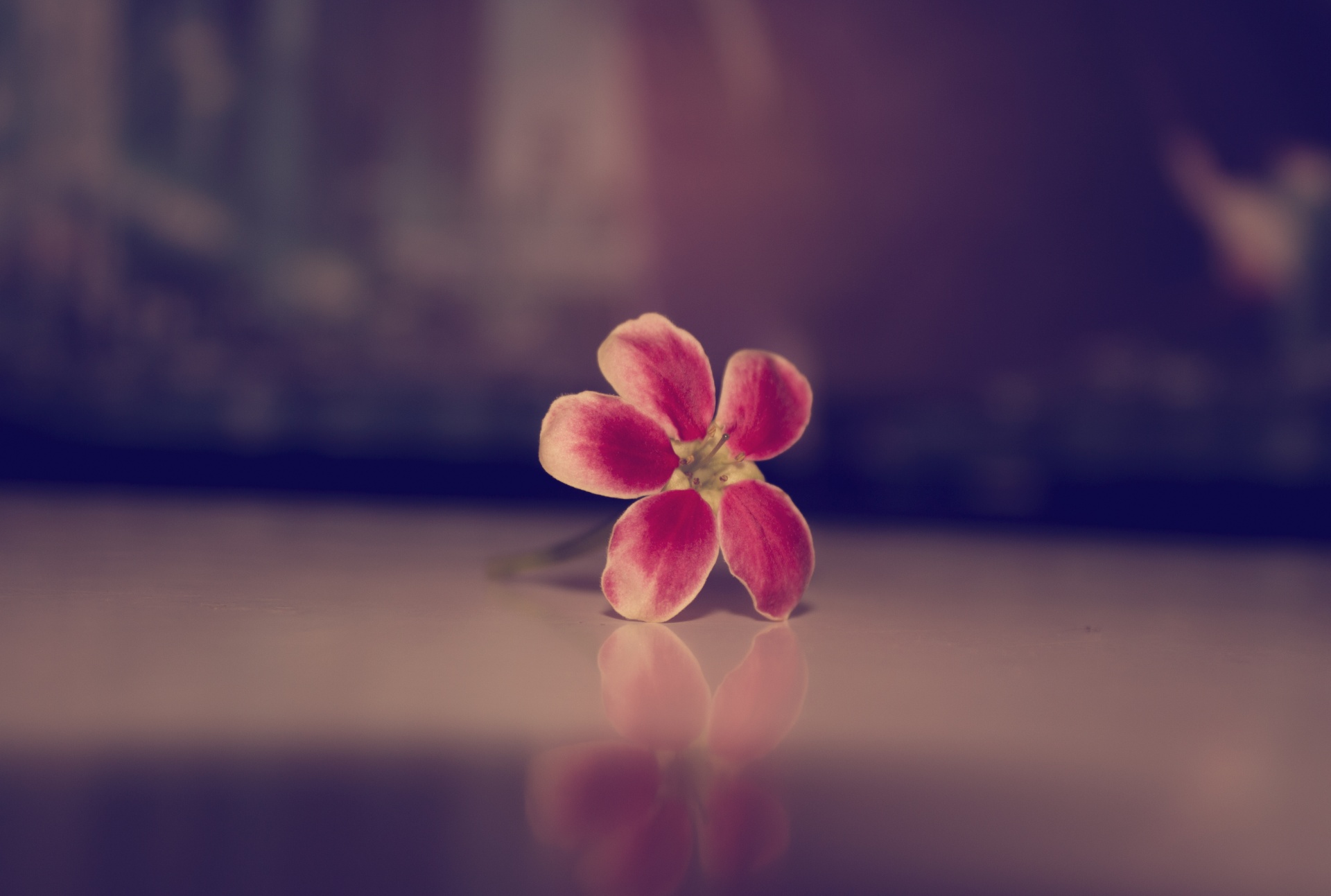 flower background red free photo