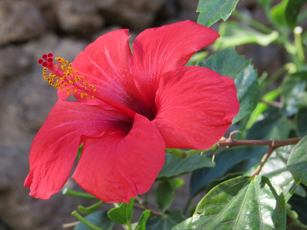 hibiscus flower red free photo