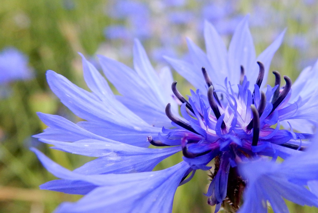 flower plant flora free photo