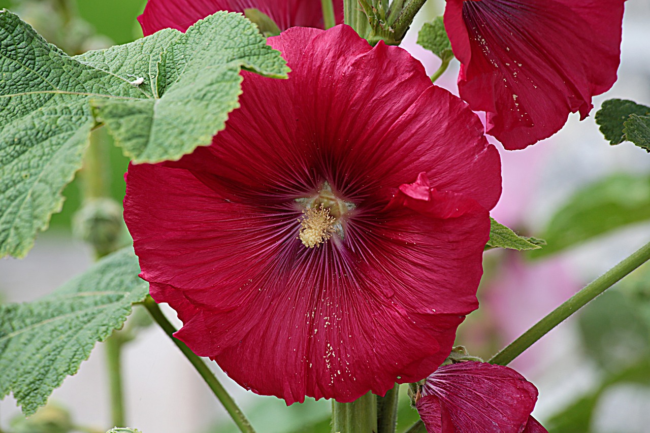 flower red red flower free photo