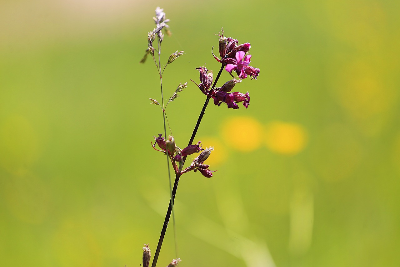 flower beauty summer free photo