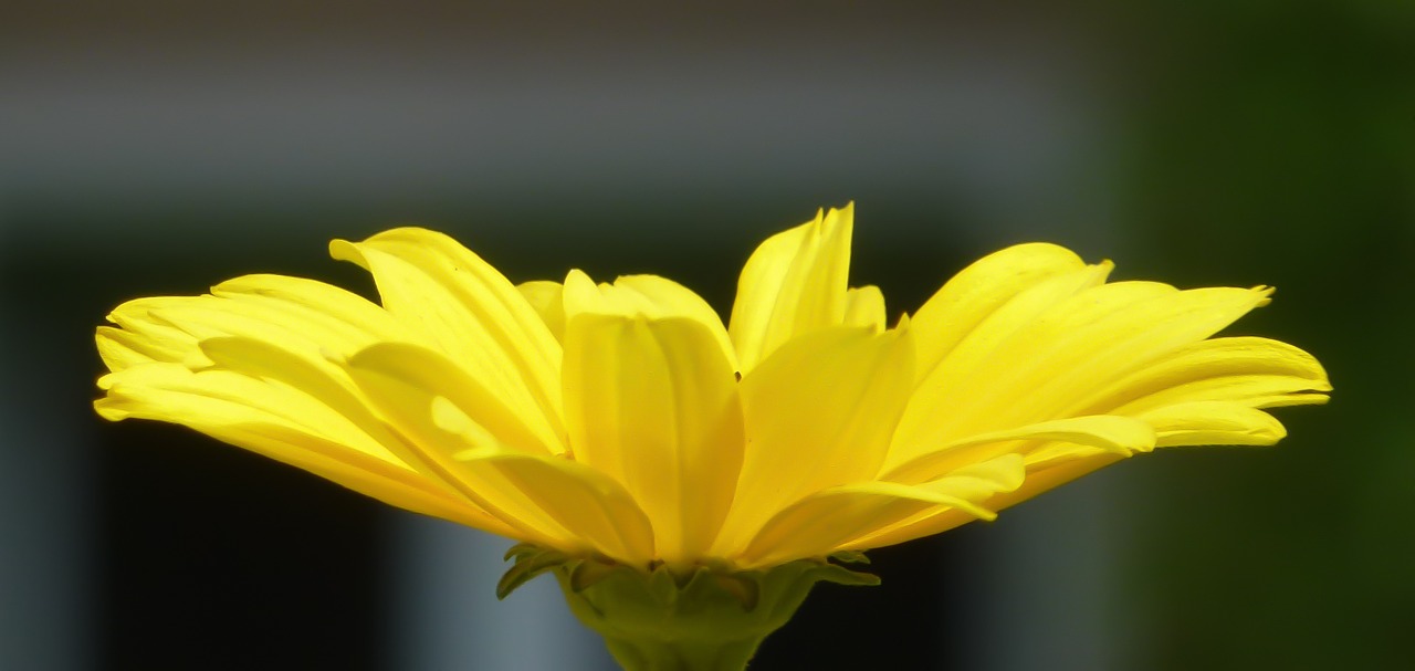 flower yellow blossom free photo