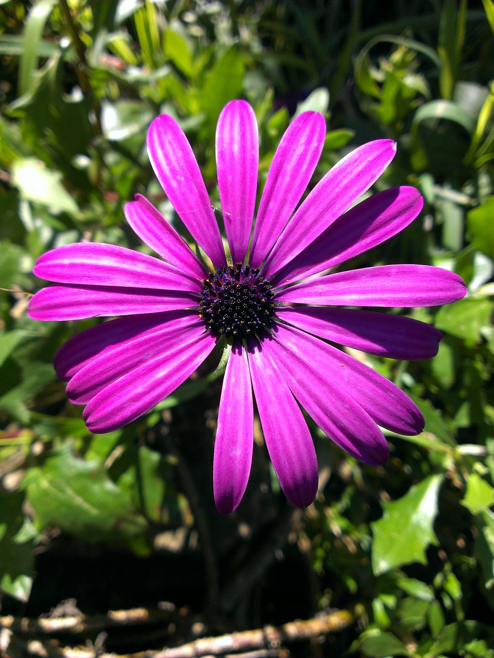 african daisy flower purple free photo