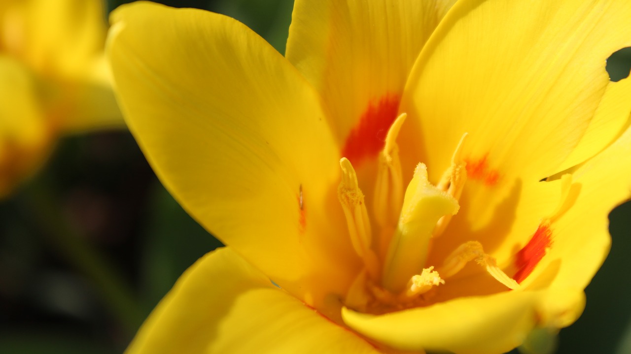 flower yellow yellow flowers free photo